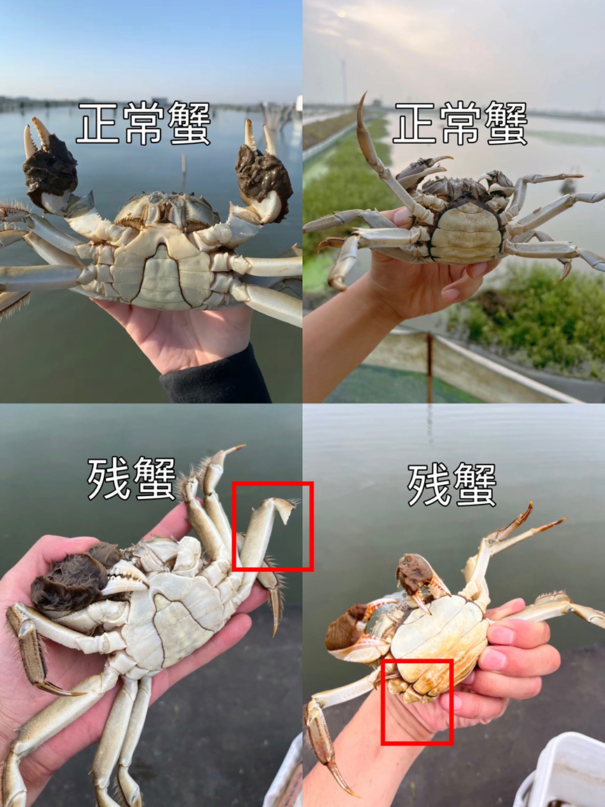 小红书残蟹项目全套细节玩法，复制就能出单​